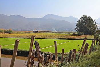rýžová pole, břehu jezera inle, barma, Myanmar, krajina, Příroda, rýže, kultura, tradiční, pole, cestovat