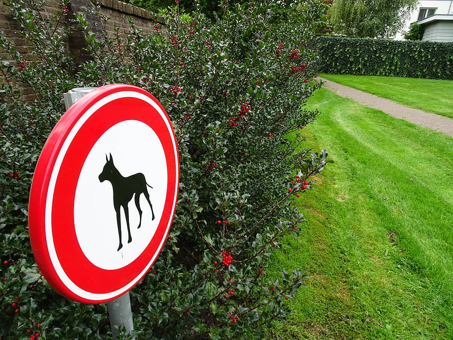 no dogs, sign, warning, forbidden, grass, bush, red berries, path, house