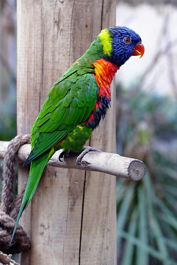 Pappagallo blu e verde, lorichetto arcobaleno, piume vivide, pappagallo colorato, seduto sul ramo, all'aperto, pappagallo blu, pappagallo verde, uccello colorato, ramo, colori vividi
