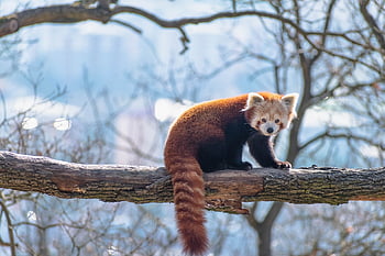 赤いパンダ、 木、 自然、 ブランチ、 毛皮、 動物