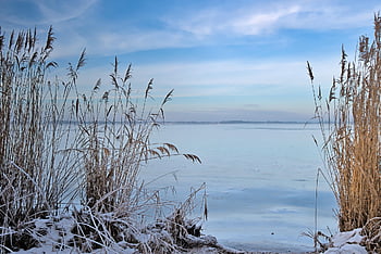 trzcina, jezioro, zimowy, śnieg, trawy, mróz, Bank, zamarznięte jezioro, krajobraz, lodowaty, mrożony