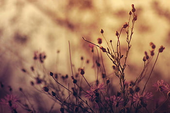 Plants, Shallow Focus Photography, wildflowers, soft focus, warm background, dreamy background, dusk, Alhaurín de la Torre, enchanting flowers, natural beauty, floral photography