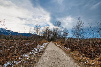 winter, path, forest Path, trail, trees, branches, bald, cold, empty, frosty, mood