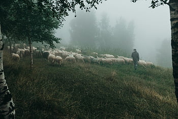 pastýř, stádo, ovce, mlhavé louce, svěží zeleň, venkovské scény, klidná krajina, pastorální, Příroda, venkov, Misty Field