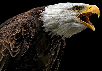 eagle, bald Eagle, bird, raptor, nature, bird Of Prey, hunter, predator, avian, ornithology, feathers