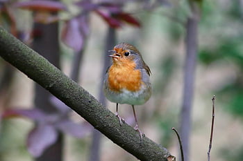 robin, songbird, erithacus Rubecula, small Bird, garden Bird, feathers, plumage, bird, little Bird, beak, close Up