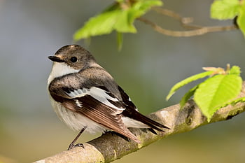 pied flycatcher, pěvec, svítání, jaro, park, Příroda, pták, volně žijících živočichů
