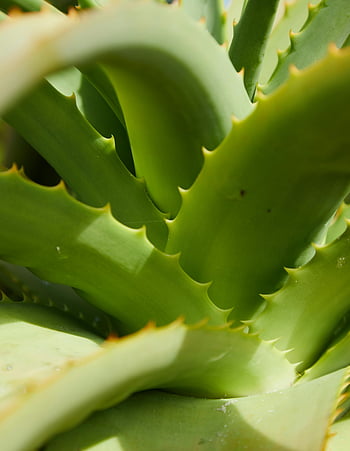 aloe vera, green succulent, spiky leaves, macro shot, botanical themes, nature photography, plant prickles, detailed image, green plant, succulent plant, aloe vera plant