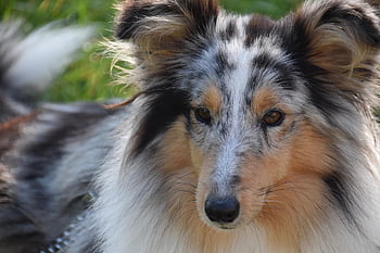 dog, female Dog, shetland Sheepdog, nature, dog Portrait, dog Pure Breed, princess Bitch Blue, dog Blue Eyes, muzzle End, mammal, canine