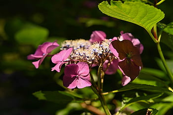 hydrangea, flower, pink, flora, nature