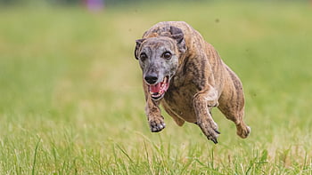 dog, animal, running, beautiful, field, happy, friendly, active, athletic, competition, course