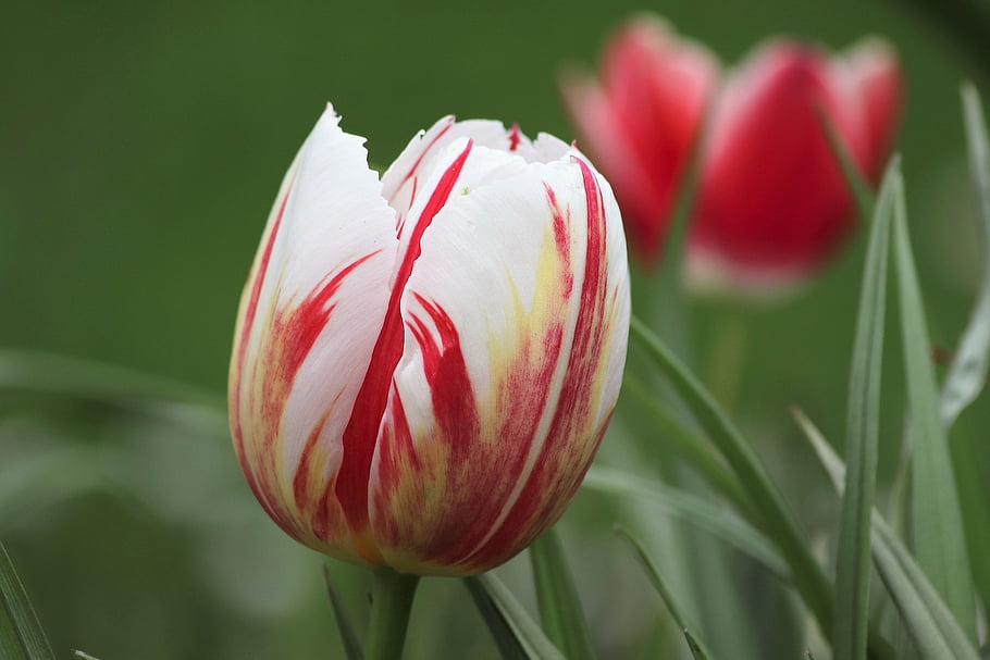 tulipán, květ, rostlina, okvětní lístky, jaro, Příroda, detailní, kvetoucí, park, dekorativní, Bílé červené a červené tulipány