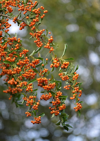 rowanberries, horský popel, oranžové bobule, bobule, sorbus aucuparia, keř, Příroda, zahrada, jeřáb, jeřabina keř, ovoce
