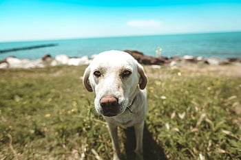 labrador pes, detailní fotografie, travnatý pláž, Imereti Georgia, moře pozadí, roztomilý pes, venkovní fotografie, plážový pes, portrét psa, přímořský pes, pet fotografování
