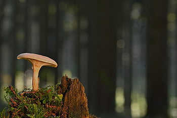 disc Fungus, mushroom, fungal Science, forest, wild, nature