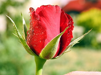 rosa, fiore, rugiada, sfondo di fiori, bagnato, Guazza, carta da parati floreale, rosa rossa, fiore rosso, petali, fioritura