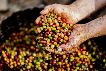coffee cherries, freshly harvested, Mexico, vibrant colors, fruitful harvest, hands holding, close-up, coffee beans, agricultural produce, fruit picking, harvest season