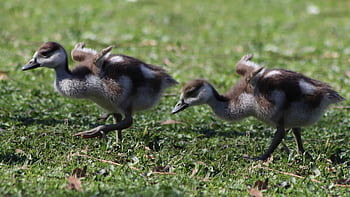 egyptian Goose, chick, water Bird, goslings, wild Goose, offspring, plumage, fluffy, geese Young