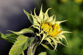 sunflower, bud, to Flourish, blossom, bloom, petals, datailaufnahme, fall, helianthus, leaves
