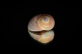 shell, nautical, seashell, sea, curl, structure, nature, clam, reflection, mirror, predmeta
