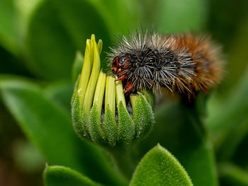 caterpillar, insect, larva, white Cedar Moth, moth, nature, garden, spring