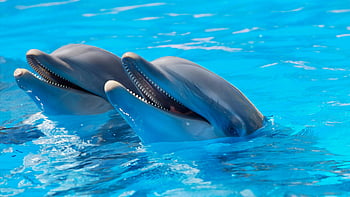 dolphins, adorable dolphins, surface of water, bottlenose dolphins, clear blue waters, swimming dolphins, marine life, ocean animals, aquatic mammals, wildlife photography, sea creatures
