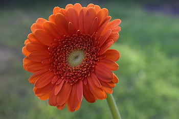 flower, daisy, hd Wallpaper, gerbera, bloom, plant, beautiful Flowers, flora, garden, spring, floral