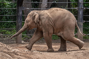elephant, asian Elephant, asiatic Elephant, elephant Calf, calf, animal, wildlife, mammal, nature, elephas Maximus, zoo