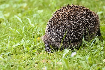hedgehog, wild Animal, running, spur, prickly, hannah, animal, mammal, wildlife, cute, nature