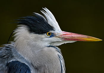 アオサギ、 ヘロン、 鳥、 動物、 羽毛、 くちばし、 自然、 野生動物、 鳥類、 鳥類学、 渡り鳥