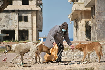 here is the list of relevant keywords for SEO based on the provided caption, description, and the visual content of the photo:

1. Woman feeding stray dogs
2. Benghazi Libya
3. Stray dogs in war-torn city
4. Ruins of Benghazi
5. Woman wearing face mask
6. Humanitarian aid Benghazi
7. Stray animals in conflict zones
8. Post-war urban decay
9. Compassionate act in crisis zones

These keywords capture the key elements of the photo, including the subject matter, location, context, and the emotional and humanitarian aspects.