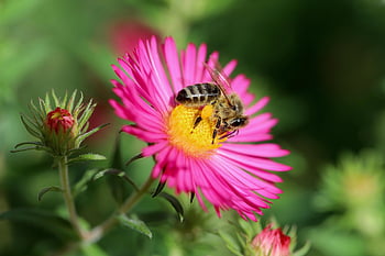astra, včela, včelí med, hmyz, opylit, opylování, okvětní lístky, Aster Blossom, pyl, pylové kalhotky, růžový květ
