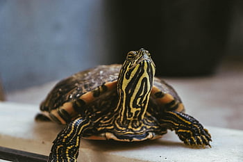 scatola tartaruga, tartaruga, vita marina, animale, natura, rettile, serpente