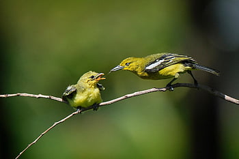 ptaki, raczkujący, karmienie, matka i dziecko, młode zwierzę, aves, ptaków, ornitologia, obserwowanie ptaków, Zwierząt, świat zwierząt