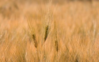 field, cultivation, grain, windows Wallpaper, free Wallpaper, Wallpaper, wheat, beautiful Nature, free Background, organic, laptop Wallpaper