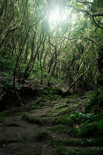lesní cesta, los cristianos, klidný les, svěží les, Klidná procházka, pěší stezka lesem, zelené stromy, Messy Path, přírodní scenérie, Mírová procházka, lesní stezka