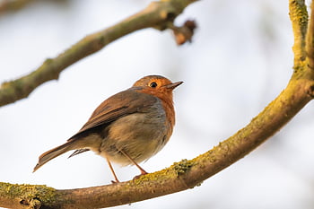robin redbreast ve stromu, červenka, robin redbreast, posazený, pěvec, pták, Příroda, křídlo, volně žijících živočichů, létající, Pírko