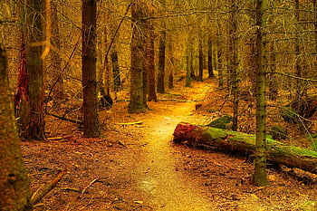 foresta, foresta incantata, foresta da favola, natura, alberi, sentiero nel bosco, sentiero, sfondo