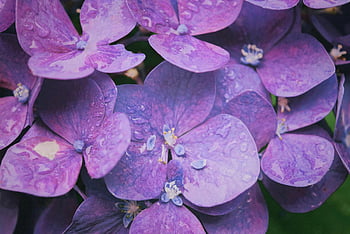 fialové hortenzie, makro snímek, kapky vody, okvětní lístky, krásu přírody, květinové fotografie, Detailní květiny, fialové květy, Hydrangea květy, zahradní fotografie, kapky rosy