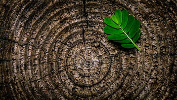 green leaf, brown wooden stump, tree rings, close-up, patterns, contrast, nature, texture, leaf on stump, natural background, eco-friendly