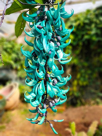background, beautiful Wallpaper, green Tiger's Claw Flower, tiger's Claw Flower, beautiful Flowers, flower Background, flower, jade Vine, strongylodon Macrobotrys, floral Background, marble Vine