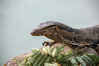 rettile, Drago, lucertola, iguana, animale, natura, creatura, verde, fantasia, mostro