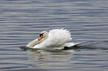 swan, bird, animal, white Swan, waterfowl, water Bird, wild, ali, feathers, the Needle, swim