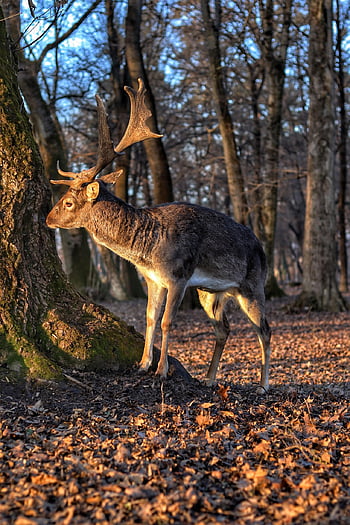 deer, fallow Deer, animal, forest, autumn, fall, nature, wild, fauna, hunting