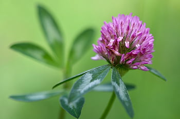 trifoglio di prato, trifoglio rosso, trifoglio, fiore appuntito, pianta da prato, trifolium pratense, prato, pennacchio rosa, fiore rosa, glaive