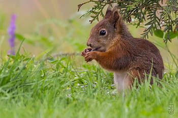 červená veverka, Sciurus vulgaris vulgaris, veverka obecná, zvíře, hlodavec, všežravý, stromový, Norsko, kánon 60d, Sigma 150-500 mm, slunce