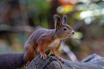 scoiattolo, natura, animale, roditore, foresta, parco, carina, albero, vita della foresta, roditori, curioso