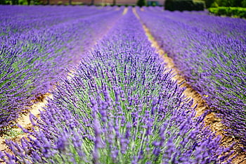 lavender field, Provence, purple plants, sunny sky, daytime, macro shot, natural landscape, vibrant lavender, lavender photography, outdoor scenery, purple flowers