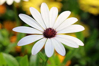 vidět maximální maximum, osteospermum, africké sedmikrásky, sedmikráska, chryzantéma, Gazania, květ, krásné květiny, divoká rostlina, rostlina, okvětní lístek