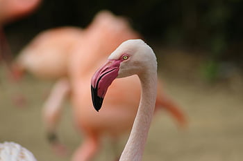 plameňák portrét, Detail Flamingo, Vibrující růžový plameňák, rozmazané pozadí, Flamingo zbarvení, fotografování plameňáků, fotografování divoké zvěře, fotografování ptáků, fotografování přírody, růžový plameňák, Flamingo detail